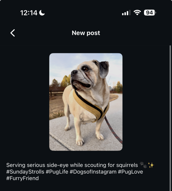 Bulldog standing on pavement wearing a harness, looking directly at camera with characteristic expression.
