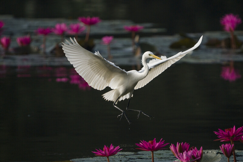 White egret in flight with wings spread above magenta water lilies and dark water.