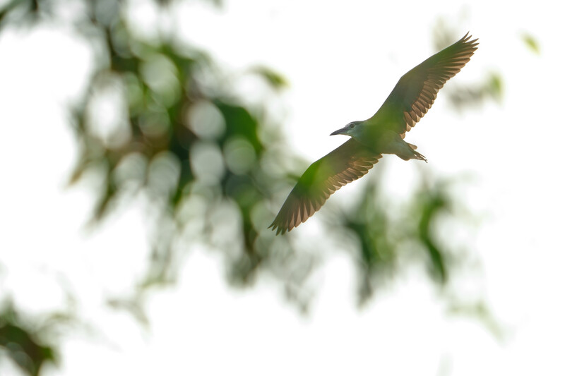 Green heron in flight with wings spread against a bright sky, blurred foliage in background.