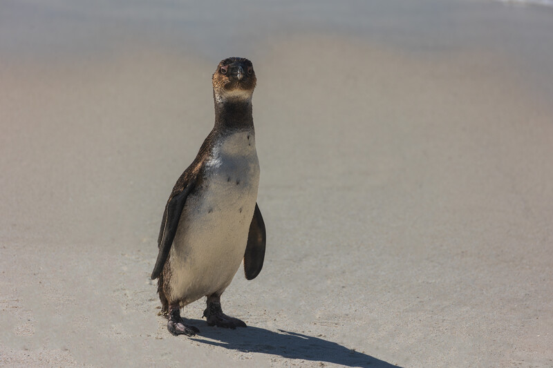 Cape Town Penguin 