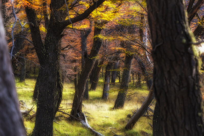 Autuam colours on a Patagonia trail