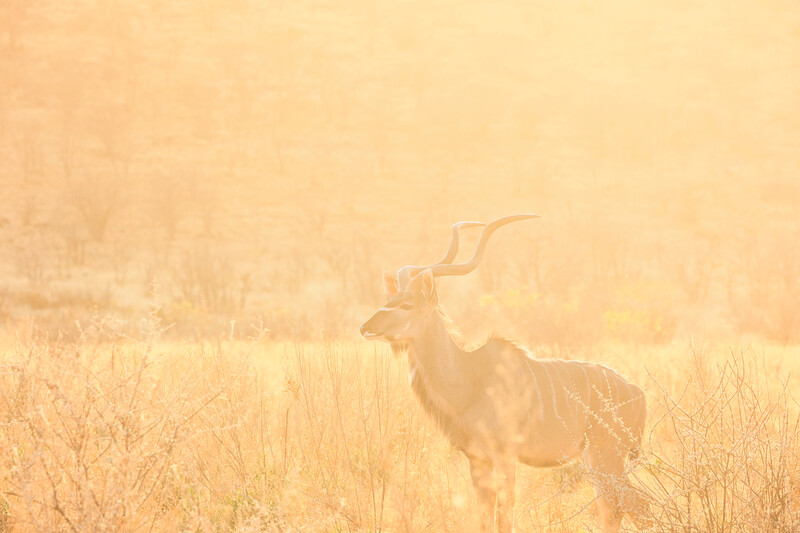 A lone Kudu standing in an open space backlit by the sun