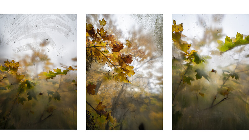 Autumn leaves photographed through water droplets and rain, creating layered translucent compositions across three frames.