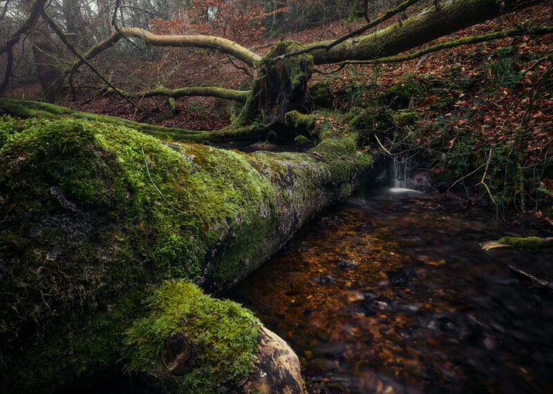 Moss-covered fallen log spanning a forest stream with bare trees and leaf litter in background.