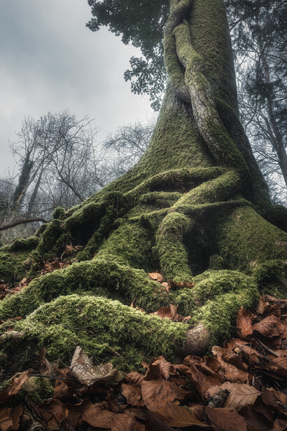 Ancient tree trunk heavily covered in moss, with gnarled roots spreading across forest floor strewn with fallen leaves.