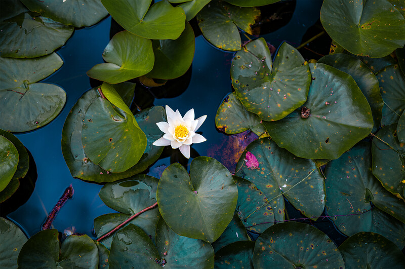 White water lily with yellow center blooming among green lily pads on deep blue water.