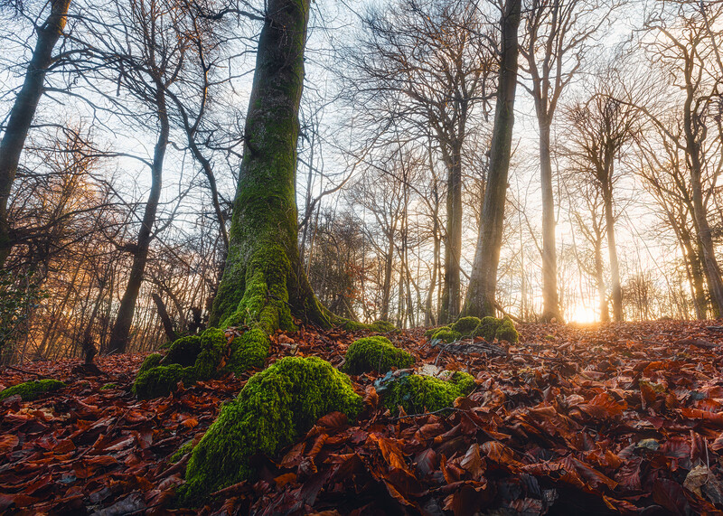 Forest floor at sunrise with moss-covered stones and bare trees creating a misty woodland scene.