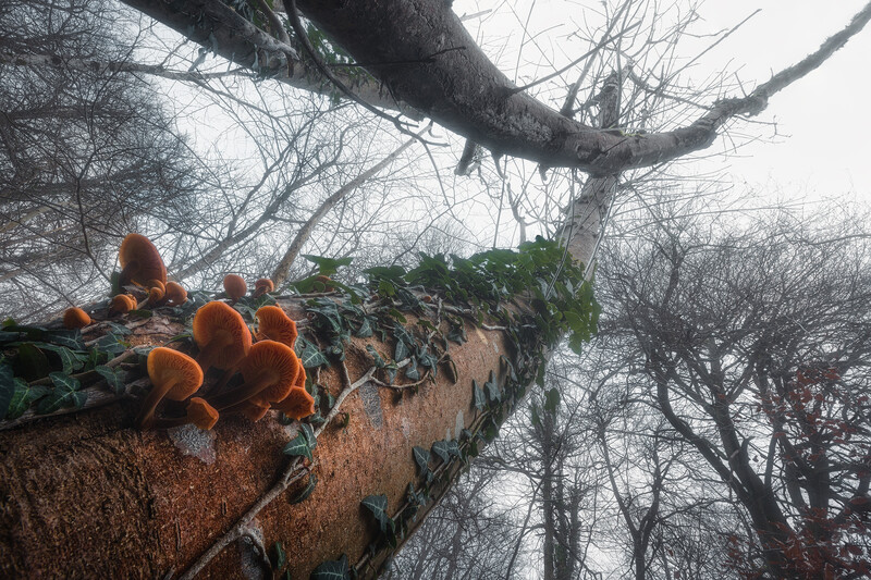 Orange mushrooms or fungi growing on a thick tree branch against bare winter trees.
