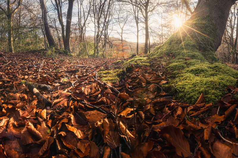 Forest floor covered in rust-colored fallen leaves with moss-covered tree trunk and golden sunlight streaming through bare branches.