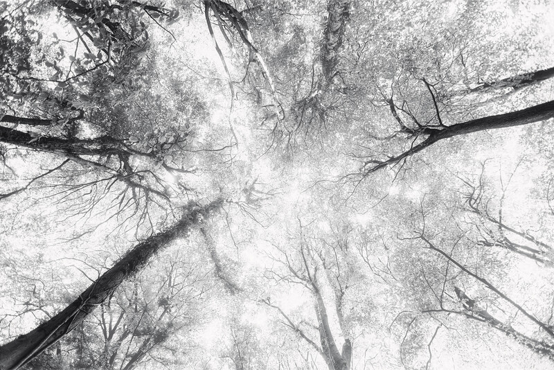 Bare tree branches reaching upward against a bright, overexposed sky in black and white.