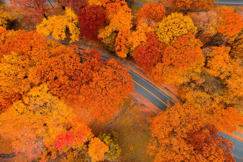 Aerial view of a winding road cutting through dense autumn forest with vibrant orange, red, and yellow foliage.