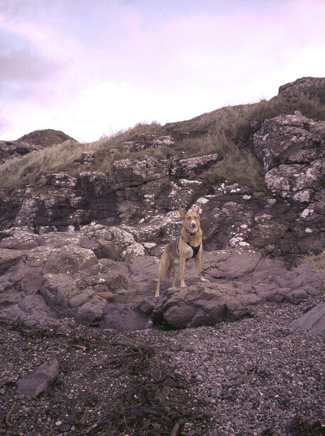 A dog stands alert on rocky, sparse terrain with layered hillsides in the background under overcast sky.