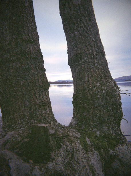 Two tree trunks with moss framing a calm lake view in overcast daylight.