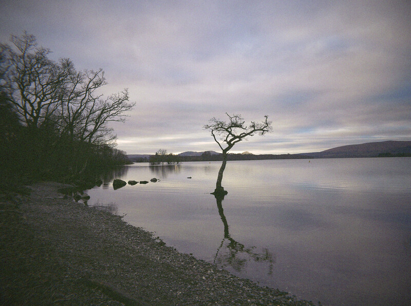 Solitary leafless tree standing in shallow water at the edge of a calm lake at dusk.