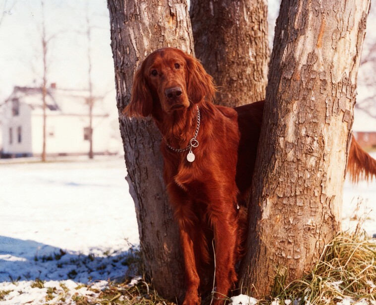 Reddish-brown dog with collar standing against a large tree trunk in a snowy outdoor setting.