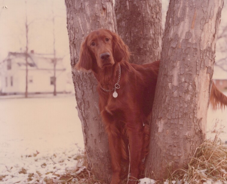 Reddish-brown dog standing against a large tree trunk in a snowy outdoor setting.