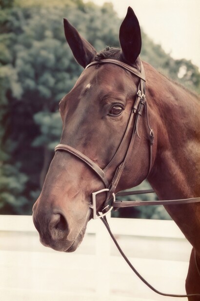 Brown horse wearing a leather halter, photographed from the side with ears forward and trees blurred in the background.