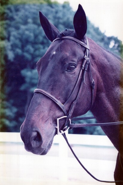 Dark bay horse wearing a bridle, photographed against a blurred green hillside backdrop.