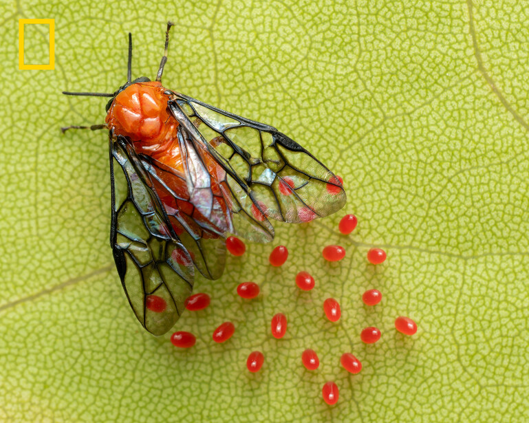 Red and black wasp with translucent wings positioned above a cluster of red eggs on a yellow-green leaf surface.