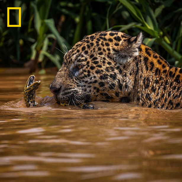 Jaguar swimming in murky water with vegetation behind, head above surface.