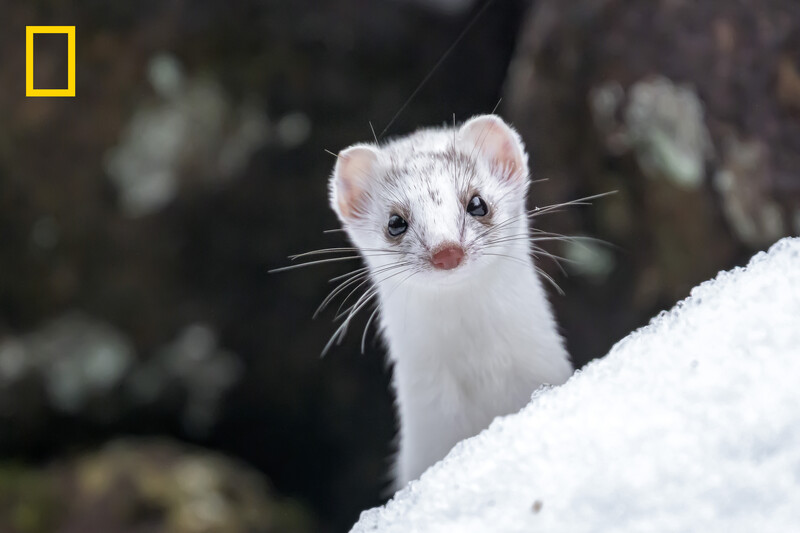 White stoat with pink nose and dark eyes perched on snow, looking directly at camera.