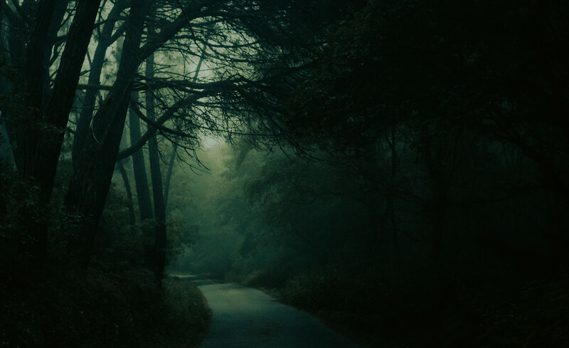Misty forest path with bare trees lining a winding stream beneath overcast sky.