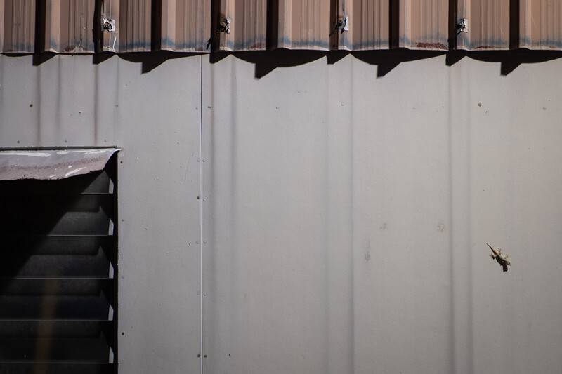 Minimalist industrial scene with corrugated metal wall, dark staircase, and insect in flight.