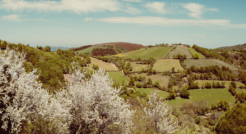 Rolling green hills with blooming white trees in foreground and distant mountains under partly cloudy sky.