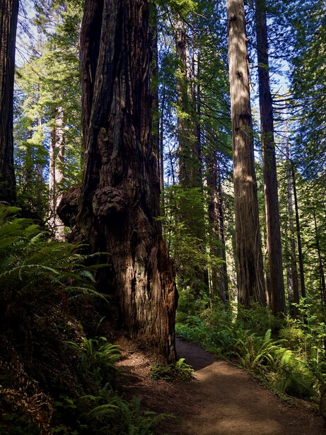 Towering redwood trees frame a sunlit forest path lined with ferns and undergrowth.