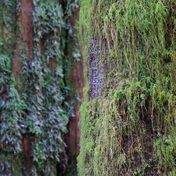 Abstract photo of tree mosses