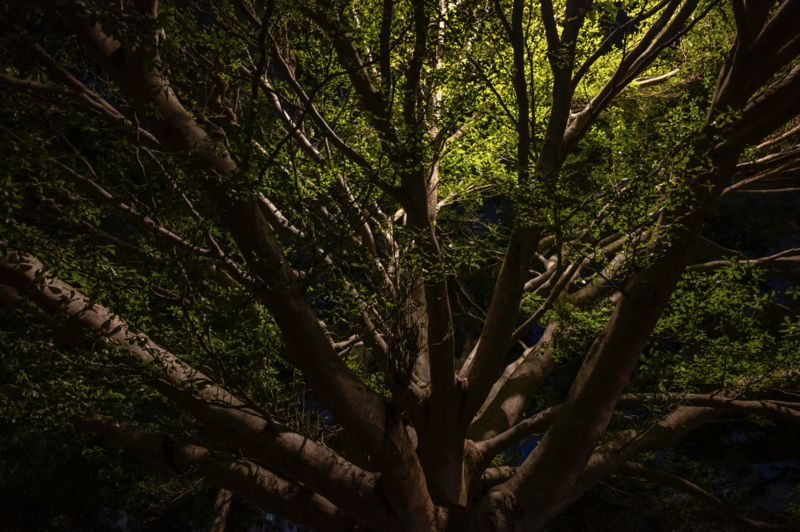 Upward view of a large tree with thick branches spreading against a canopy of bright green foliage.