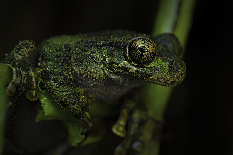 Macro shot of a Oaxacan cloud-forest treefrog