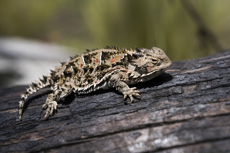 Mountain horned lizard resting on a fallen tree log