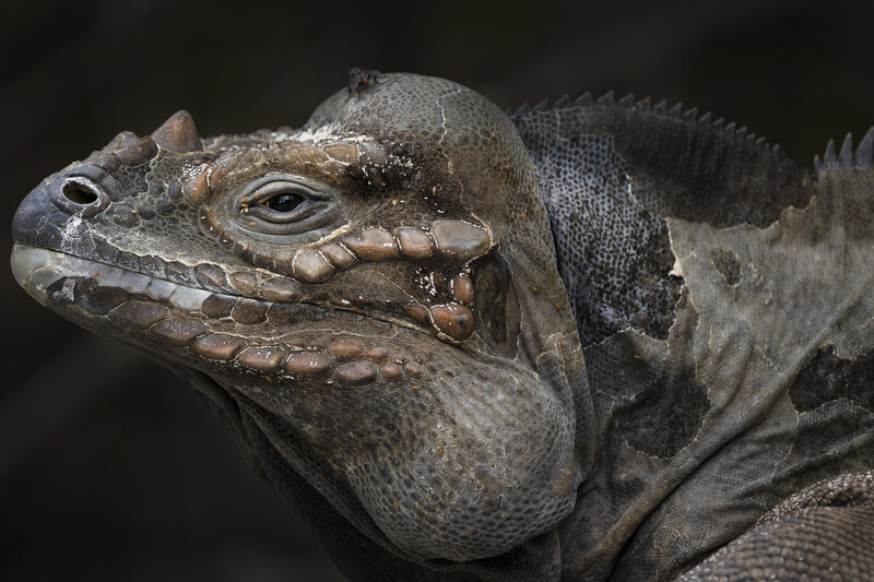 Close-up portrait of a rhinoceros iguana
