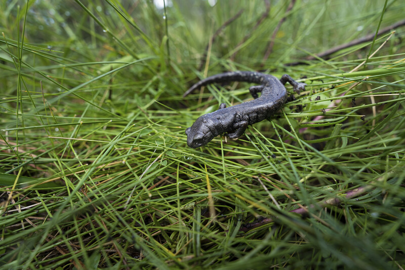 Portrait of a painted salamander ontop of grass