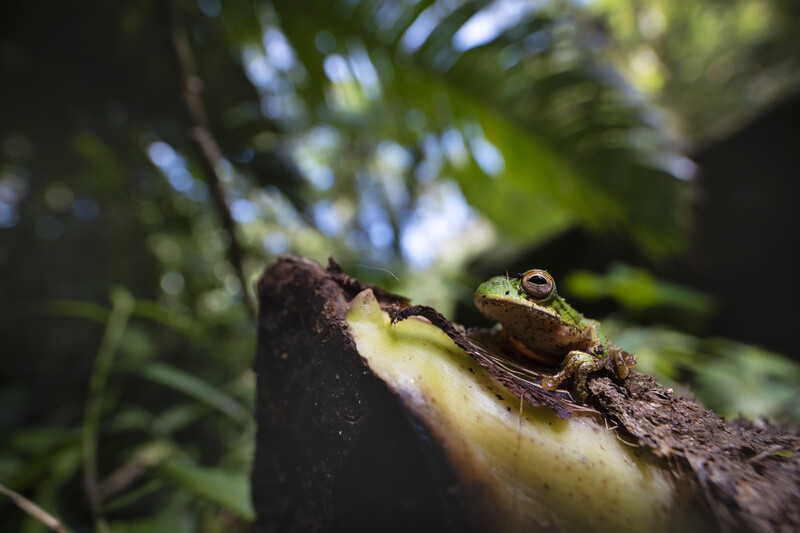 Wide-angle portrait of a small-eared tree frog a top a leaf's shoot