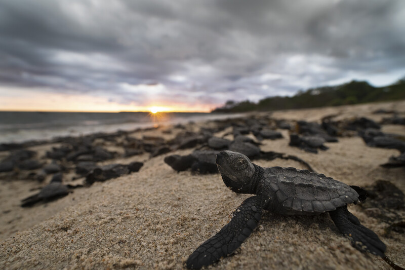 Wide-angle portrait of a baby olive ridley sea turtle surrounded by other turtle hatchlings on a beach