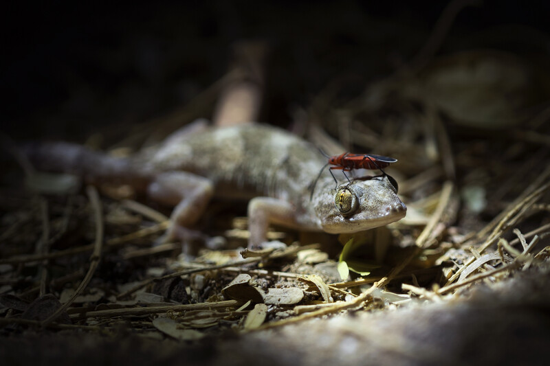 Nocturnal portrait of a small gecko with an insect on its head