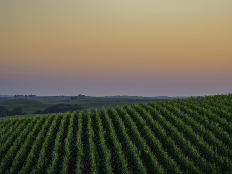 Rows of young corn plants stretching toward the horizon at dusk beneath a gradient sky.