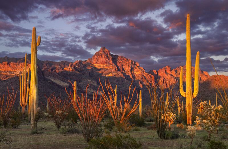 Saguaro cacti silhouetted against warm sunset light with rocky mountains and dramatic purple-blue clouds.