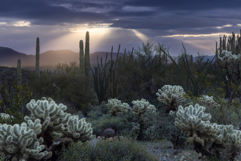 Desert landscape with saguaro cacti and flowering cholla under dramatic cloudy sky with crepuscular rays.