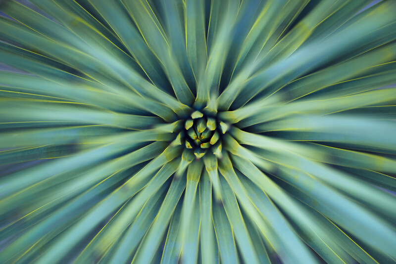 Close-up abstract zoom effect of green plant leaves radiating from center point.
