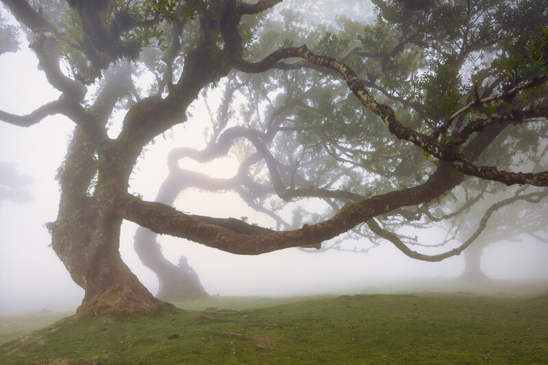 Gnarled tree with sprawling horizontal branches emerging from fog in a misty meadow.