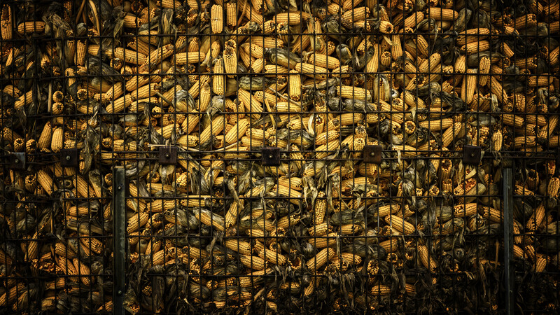 Densely packed ears of dried corn illuminated by warm golden light against dark wooden framework.
