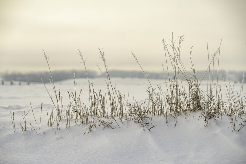 Frost-covered marsh grasses in winter with frozen water and distant shoreline behind.