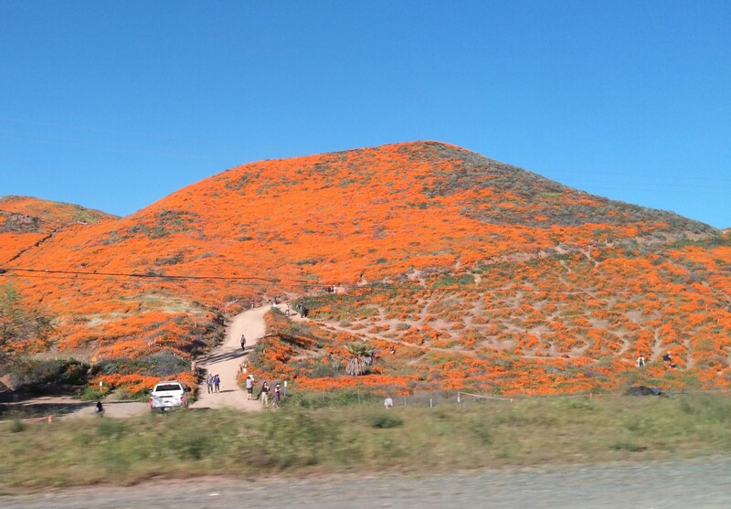 Hillside covered in bright orange wildflowers with scattered visitors and vehicles at base.