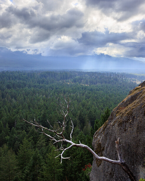 Photograph of tree branch and cliff edge overlooking forest and mountains