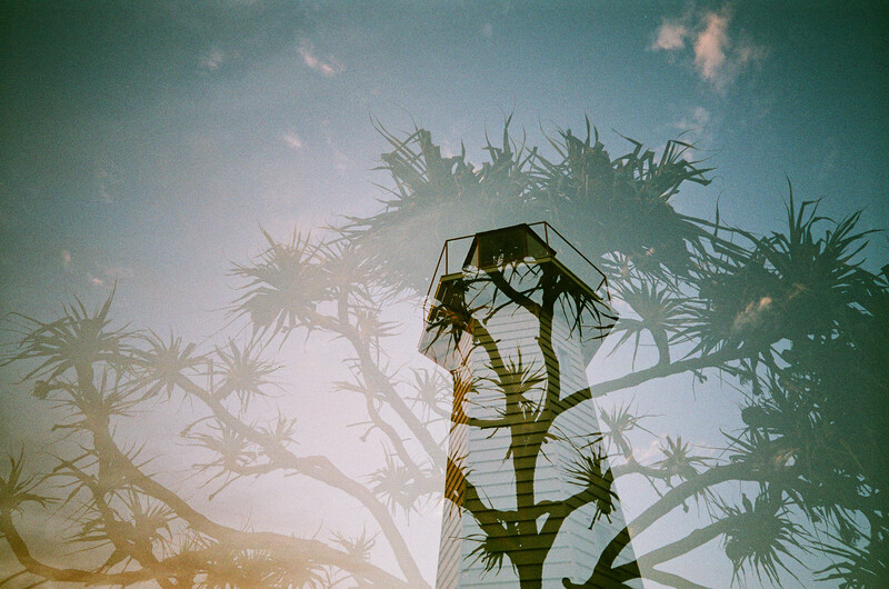 Silhouette of a palm tree against backlit sky with multiple palm trees in soft focus background.