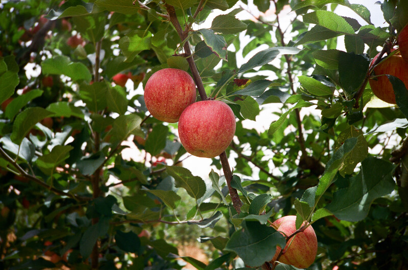 Ripe red apples hanging from tree branches surrounded by green foliage in natural daylight.