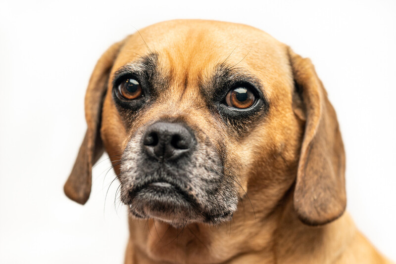 Close-up portrait of a tan and black Boxer dog with alert, amber eyes and furrowed brow against white background.